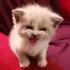MeowMajor