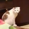 Капля дождя на окне