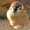 Катона_кот