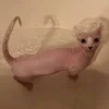 твой бабайка