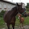 Акира Ямато