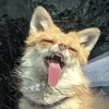 Чёрная Фокси