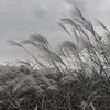 Копейка печатает