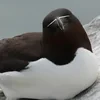Mister Razorbill