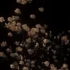 Lutik_364