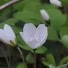 Шизофаза Жабы