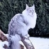 Какое