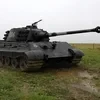 Schwarzer Konigstiger