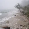 артишоки