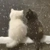 мелочный король