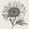 Girasoli_