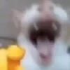 Meowmeowgavgav