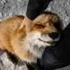 viktsa
