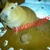 VLADISLAV BAD DOG
