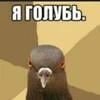 Голуби_летают