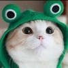 Kitty_ket17