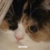 бов