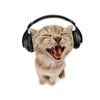 Музыкальный котик22