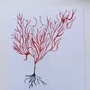 Mandarinka_c_Afriki