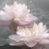 Молли Слейд