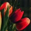 Maryna_-_Mironova