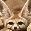 Мэй Фокс