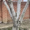 Элли печатает