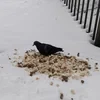 Лимп_2.0