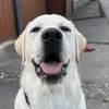 КотыВоителиФанфики