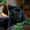 Black panther14