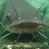 морской сом