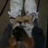 лунный хрусталик