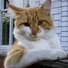 десятая годовщина свадьбы кузнечиков