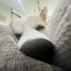 sleepy potato