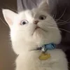 Кот белый пассивный