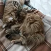 Селёдка_а что писать