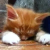 kitt_sleepy