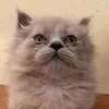 Smolaloneliness