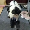 Кокосик пишет фанфики