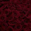 shining_rose
