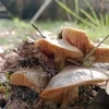 Libellulidae