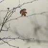 Совершенно отбитая ветка