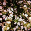 koshveptos