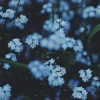 bluett