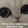 Диана Липа
