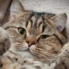 Lunarcat