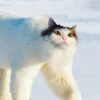 Коплета