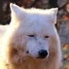That is Wolfy
