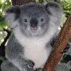 koalaV
