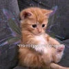 Phoenix_er